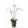 Emerald fehér mű-lepkeorchidea mohával 90 cm